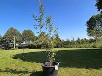 Amelancier lamarckii (krentenboom) - afbeelding 1 van  2