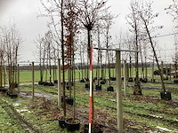 Amerikaanse bolboom - bolboom - afbeelding 1 van  3