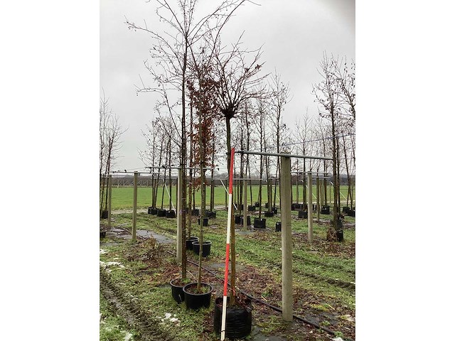 Amerikaanse bolboom - bolboom - afbeelding 2 van  3