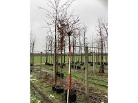 Amerikaanse bolboom - bolboom - afbeelding 2 van  3