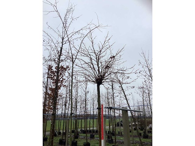 Amerikaanse bolboom - bolboom - afbeelding 3 van  3