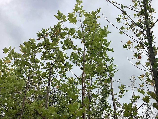 Amerikaanse tulpenboom - parkboom - afbeelding 2 van  2
