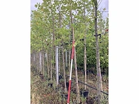 Amerikaanse tulpenboom - parkboom - afbeelding 1 van  2