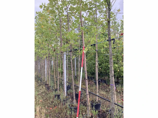 Amerikaanse tulpenboom - parkboom - afbeelding 1 van  2