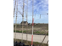 Amerikaanse tulpenboom - vormbomen (10x) - afbeelding 2 van  2
