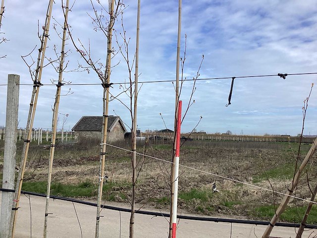 Amerikaanse tulpenboom - vormbomen (5x) - afbeelding 1 van  2