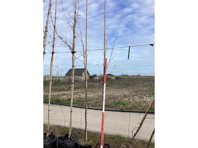 Amerikaanse tulpenboom - vormbomen (5x) - afbeelding 2 van  2