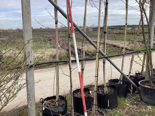 Amerikaanse tulpenboom - vormboom (2x) - afbeelding 1 van  2