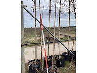 Amerikaanse tulpenboom - vormboom (2x) - afbeelding 2 van  2