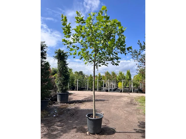Amerikaanse tulpenboom, liriodendron tulipifera, bolvorm, gele herfstkleur, ca. 4-5 m hoog - afbeelding 1 van  2