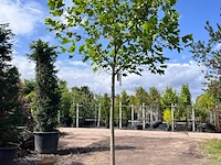 Amerikaanse tulpenboom, liriodendron tulipifera, bolvorm, gele herfstkleur, ca. 4-5 m hoog
