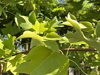 Amerikaanse tulpenboom, liriodendron tulipifera, bolvorm, gele herfstkleur, ca. 4-5 m hoog - afbeelding 2 van  2