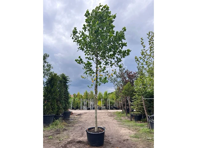 Amerikaanse tulpenboom, liriodendron tulipifera, hoogstam, gele herfstkleur, ca. 5-6 m hoog - afbeelding 1 van  2