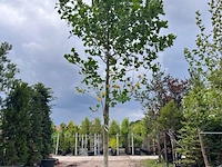 Amerikaanse tulpenboom, liriodendron tulipifera, hoogstam, gele herfstkleur, ca. 5-6 m hoog - afbeelding 1 van  2