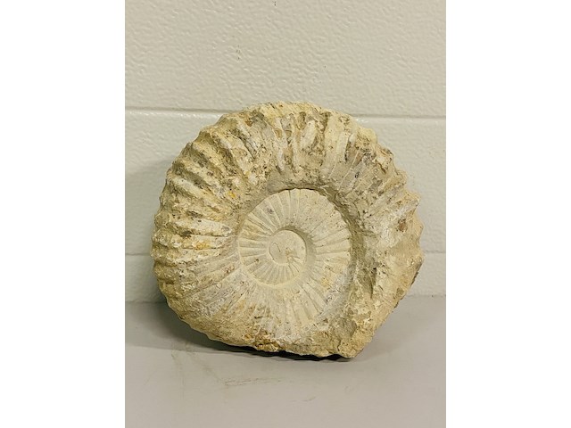 Ammoniet 20cm - afbeelding 1 van  3