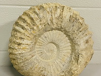 Ammoniet 20cm - afbeelding 1 van  3