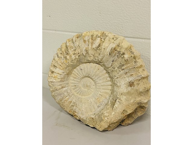 Ammoniet 20cm - afbeelding 2 van  3
