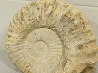 Ammoniet 20cm - afbeelding 2 van  3