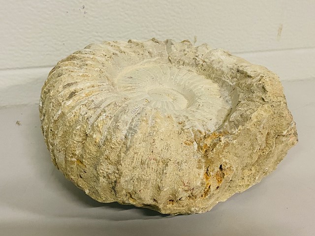 Ammoniet 20cm - afbeelding 3 van  3