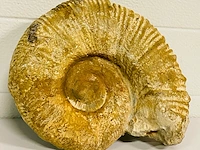 Ammoniet fossiel