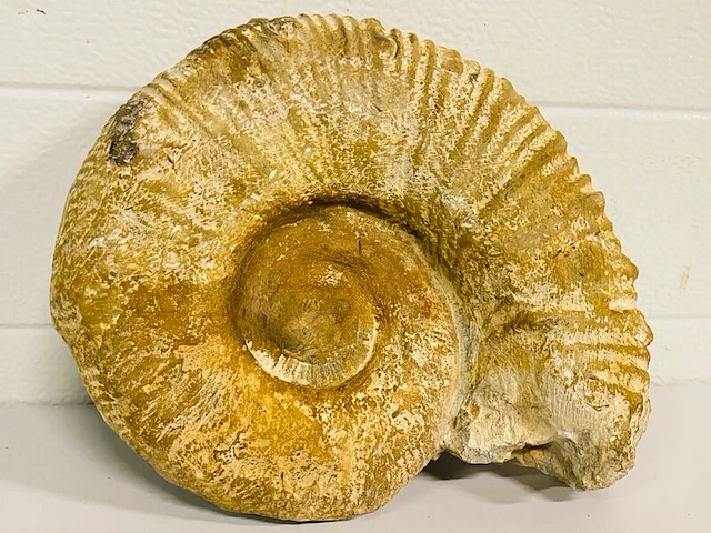 Ammoniet fossiel - afbeelding 2 van  4