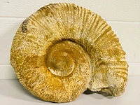 Ammoniet fossiel - afbeelding 2 van  4