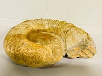 Ammoniet fossiel - afbeelding 3 van  4