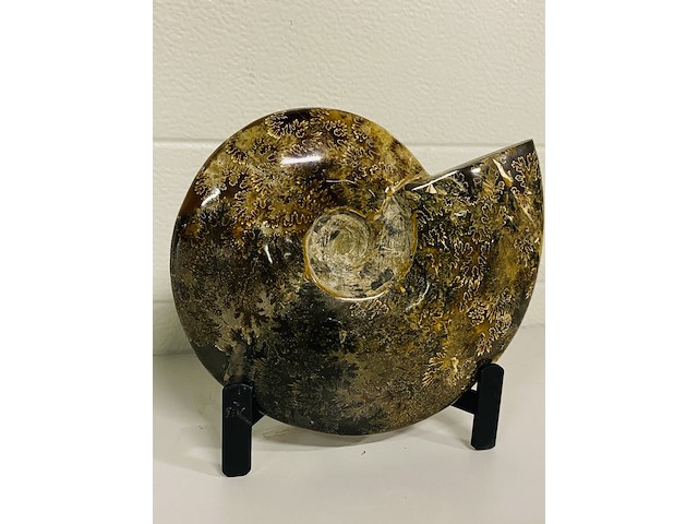 Ammoniet gepolijst met standaard - afbeelding 1 van  4