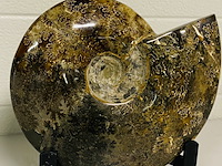 Ammoniet gepolijst met standaard - afbeelding 1 van  4