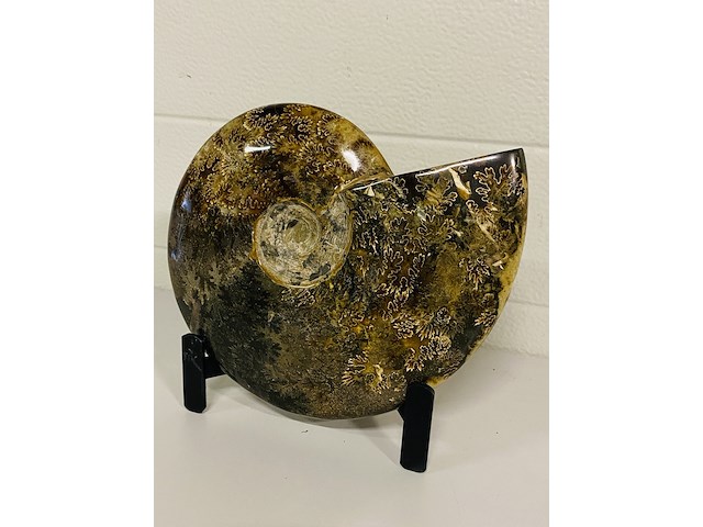 Ammoniet gepolijst met standaard - afbeelding 2 van  4