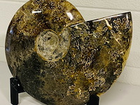 Ammoniet gepolijst met standaard - afbeelding 2 van  4