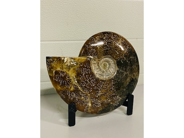 Ammoniet gepolijst met standaard - afbeelding 3 van  4