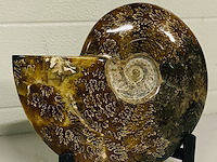 Ammoniet gepolijst met standaard - afbeelding 3 van  4
