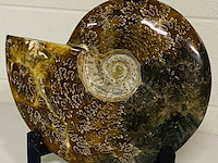 Ammoniet gepolijst met standaard - afbeelding 4 van  4