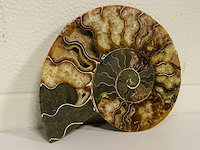 Ammoniet gepolijst - afbeelding 1 van  5