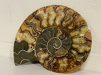 Ammoniet gepolijst - afbeelding 2 van  5