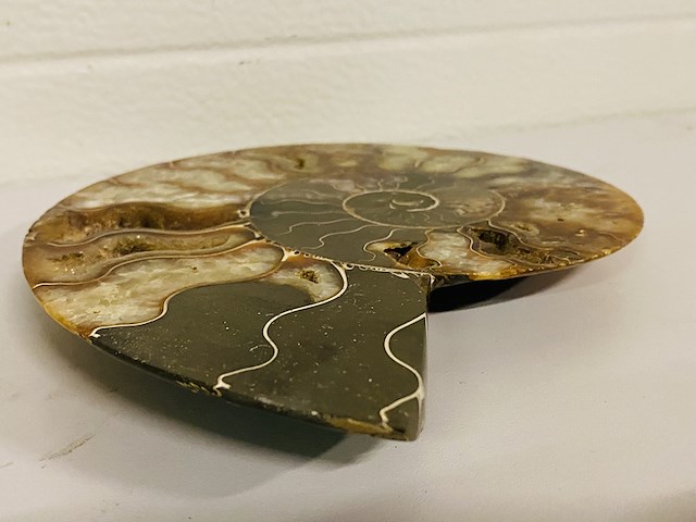 Ammoniet gepolijst - afbeelding 3 van  5