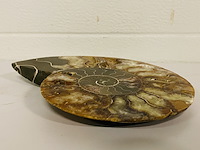 Ammoniet gepolijst - afbeelding 4 van  5