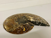 Ammoniet gepolijst - afbeelding 5 van  5