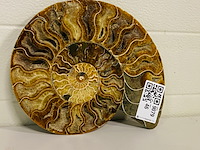 Ammoniet gepolijst - afbeelding 2 van  6
