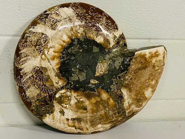 Ammoniet gepolijst - afbeelding 5 van  6