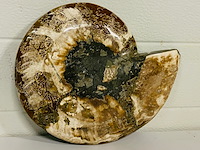 Ammoniet gepolijst - afbeelding 5 van  6