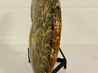 Ammoniet gepolijst - afbeelding 3 van  6