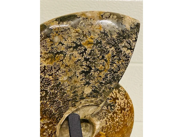 Ammoniet gepolijst - afbeelding 5 van  6