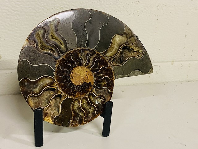 Ammoniet paar op metalen standaard - afbeelding 2 van  6