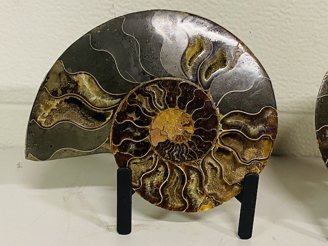 Ammoniet paar op metalen standaard - afbeelding 3 van  6