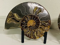 Ammoniet paar op metalen standaard - afbeelding 3 van  6