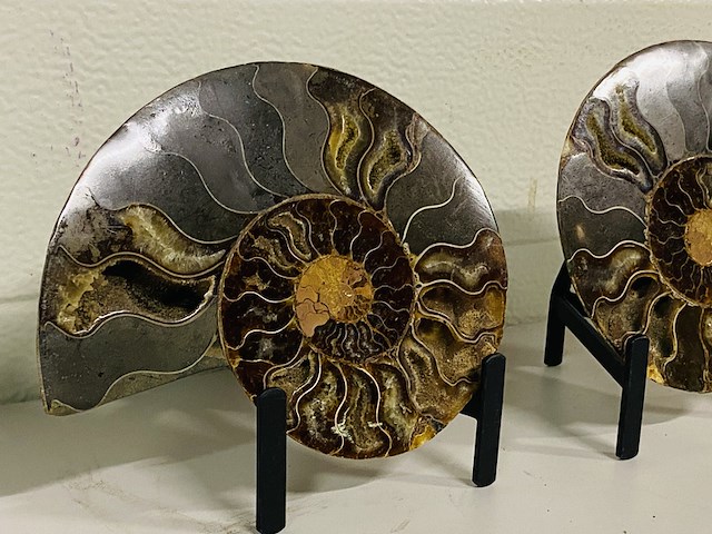 Ammoniet paar op metalen standaard - afbeelding 4 van  6