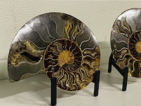 Ammoniet paar op metalen standaard - afbeelding 4 van  6