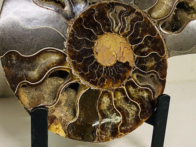 Ammoniet paar op metalen standaard - afbeelding 5 van  6